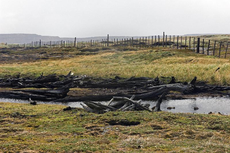 20071214 110655 D2X 4200x2800.jpg - Otway Penguin Preserve